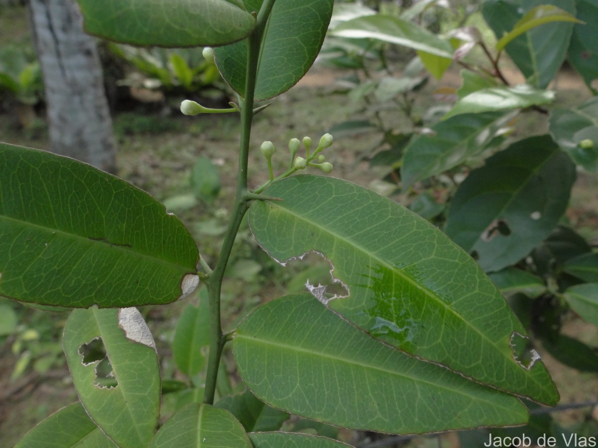Atalantia ceylanica (Arn.) Oliv.